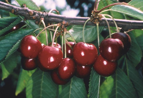Cherry 'Stella' fruit trees