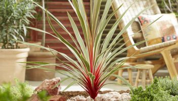 Cordyline in garden