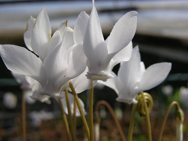 Cyclamen hederifolium in your garden