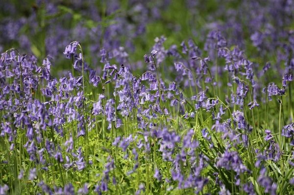 English bluebell