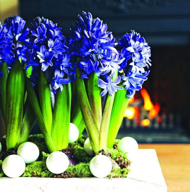 Hyacinth 'Delft Blue'