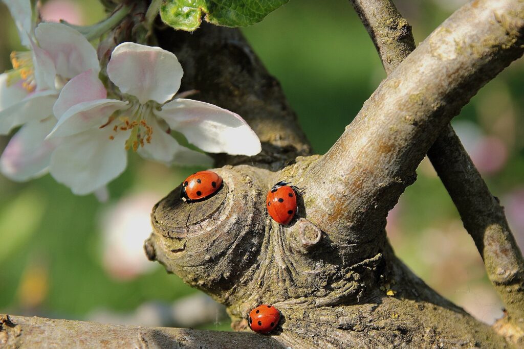 ladybirds
