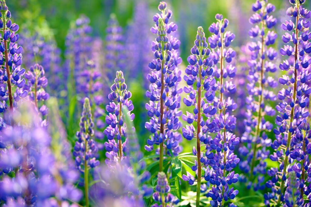 Lupinus ‘Purple Emperor’ - popular for climate change