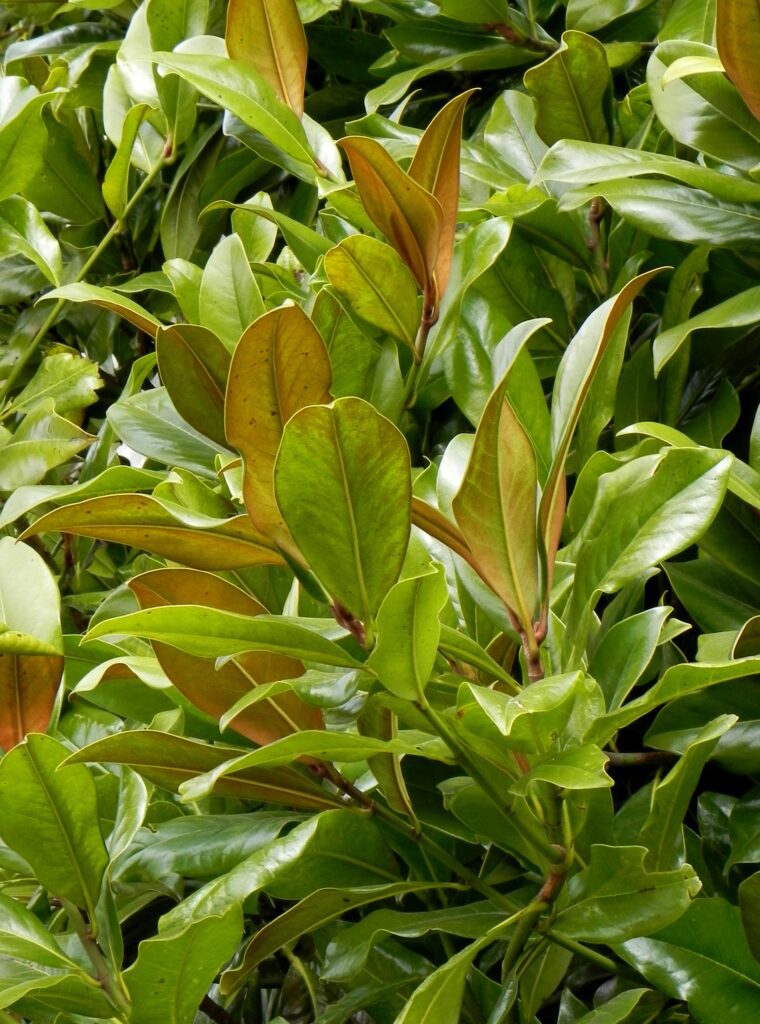 Magnolia grandiflora