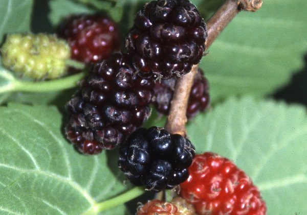 Mulberry 'Chelsea' fruit trees
