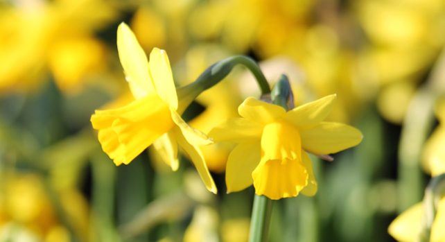 Narcissi 'Tête-á-Tête' daffodil