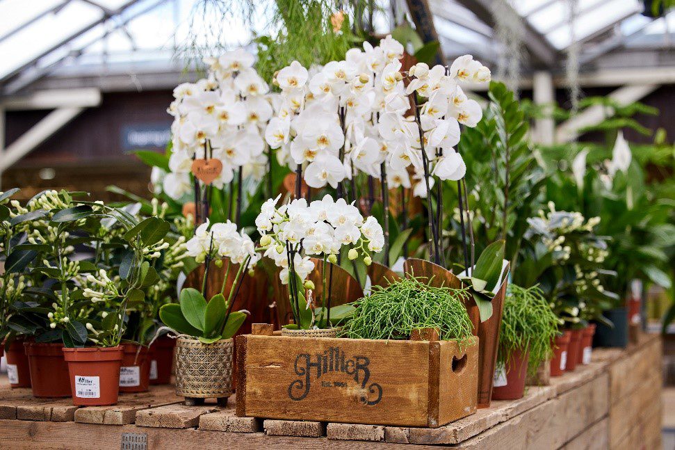 Orchids are great houseplants