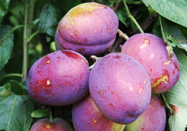 Plum 'Jubilee' fruit trees