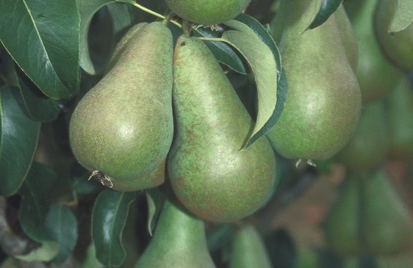 Pear 'Concorde' fruit trees