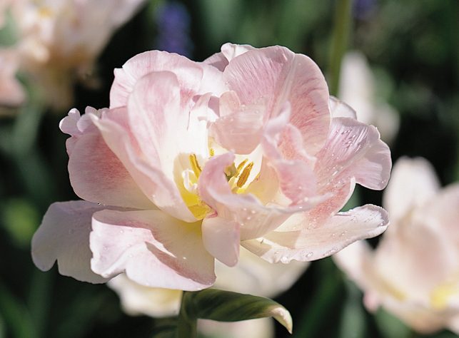 Tulip 'Angelique'