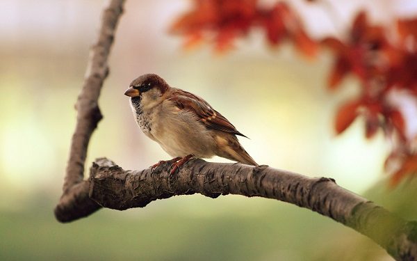 sparrow in the garden