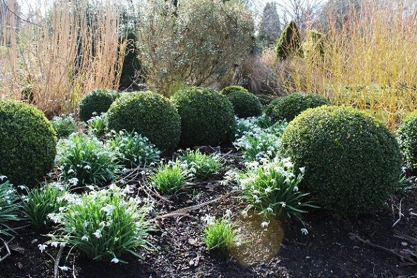 Clipped topiary balls grown with Galanthus at Sir Harold Hillier Gardens.