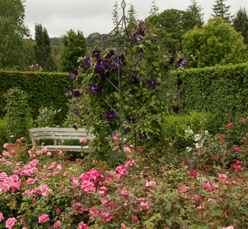 Trees used for screening in garden