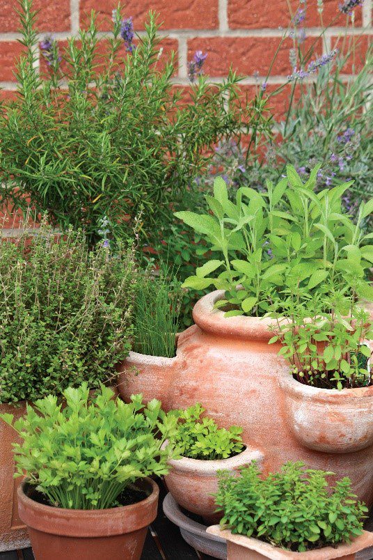 companion planting great for bug control