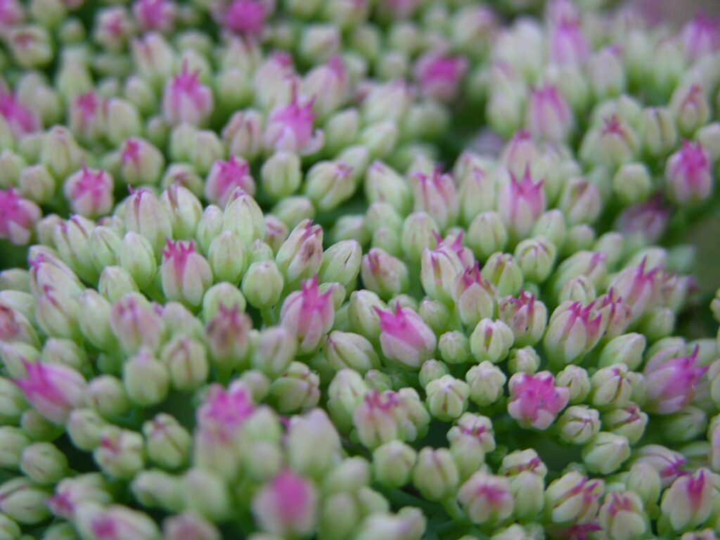 Hylotelephium 'Herbstfreude' stonecrop (Sedum Autumn Joy) - great plant for climate change