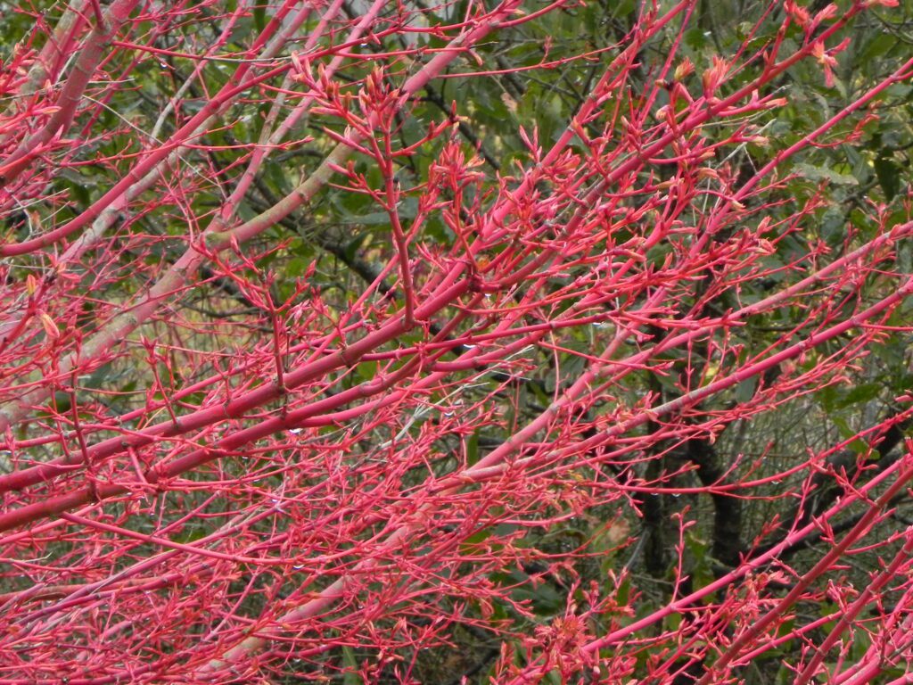 Acer Sango Kaku Tree with red bark