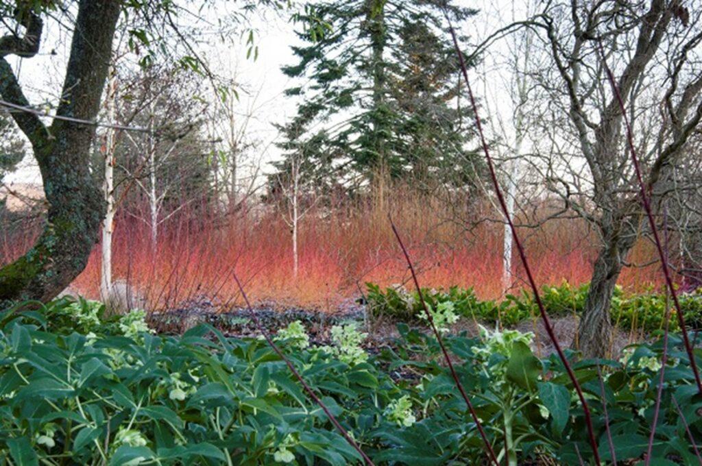 Beautiful Winter Garden