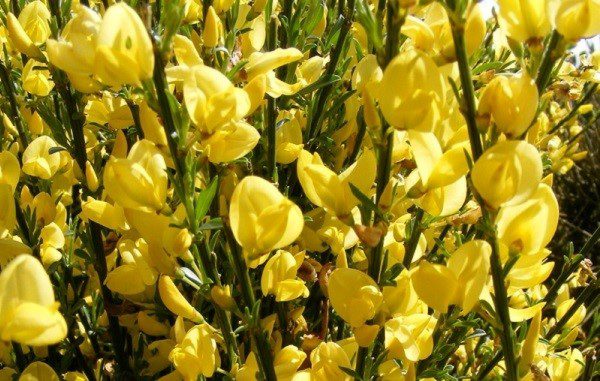Cytisus praecox ‘Allgold’ fragrant plants
