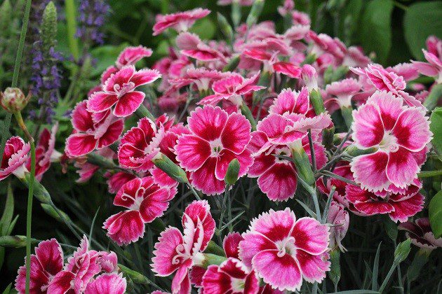 Dianthus (Carnation) fragrant