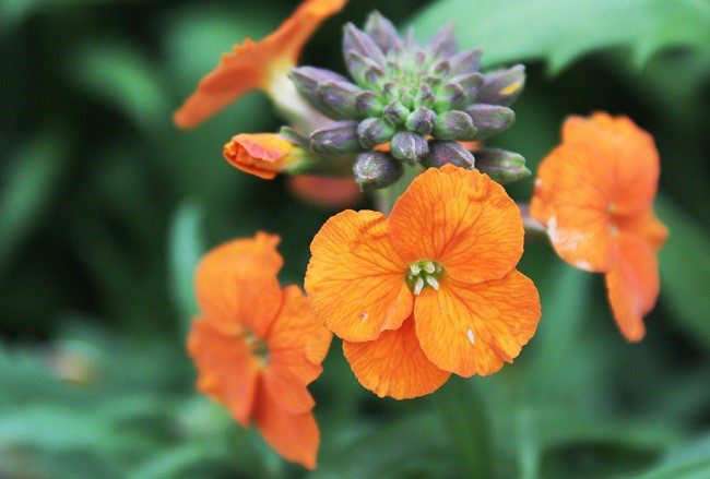Erysimum ‘Apricot Delight’ (wall flower) scented in your garden