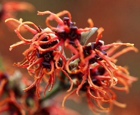 Beautiful Winter Garden hamamelis