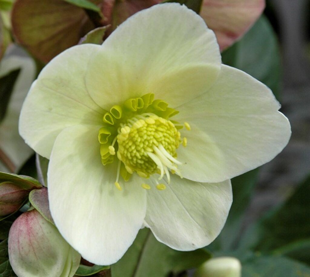 Beautiful Winter Garden helleborous