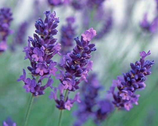 Buy 3 for the price of 2 on Lavenders