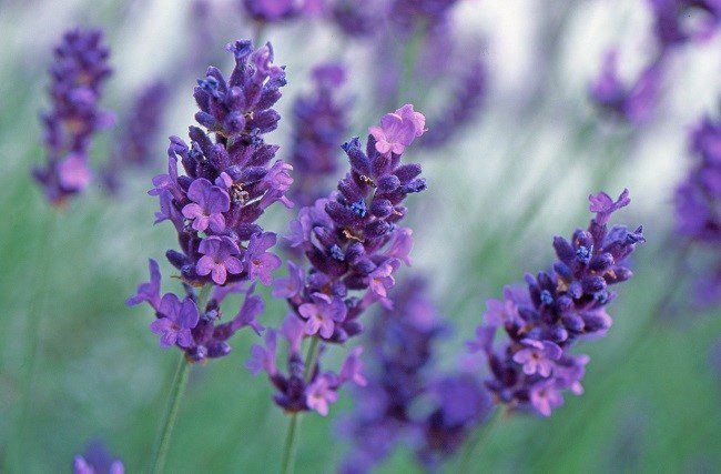 fragrant Lavandula angustifolia ‘Hidcote’ (Lavender)