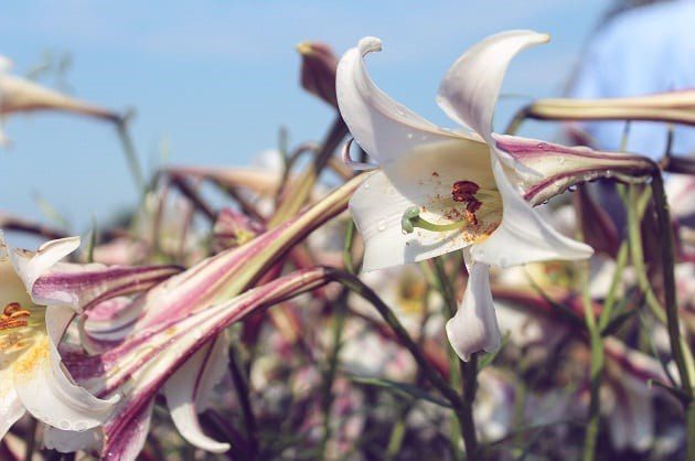 Lilium formosanum var pricei (lily)