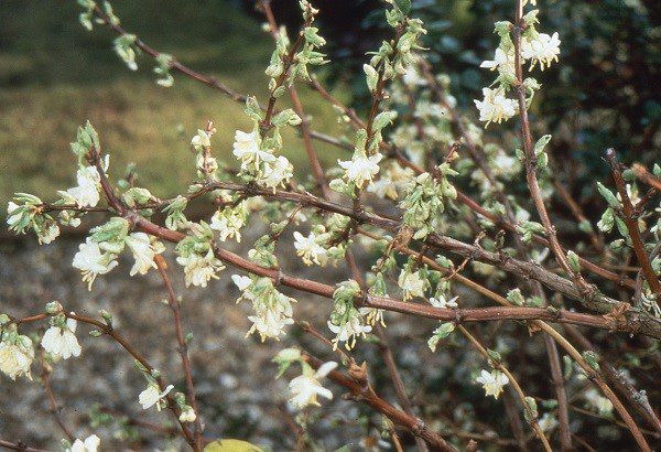 the sweetly scented Lonicera x purpusii ‘Winter Beauty’ (honeysuckle)