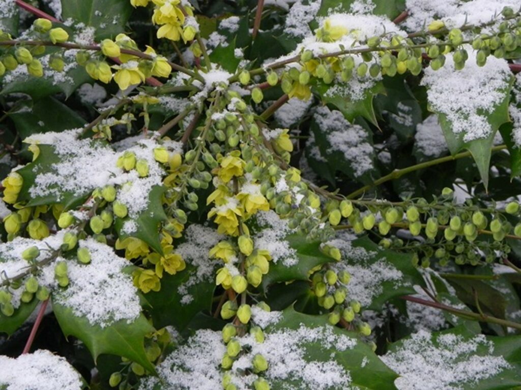 Beautiful Winter Garden mahonia japnica