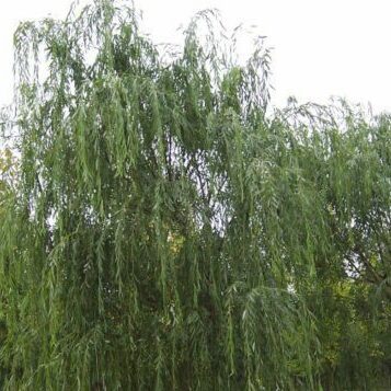 Salix (Willow) Tree