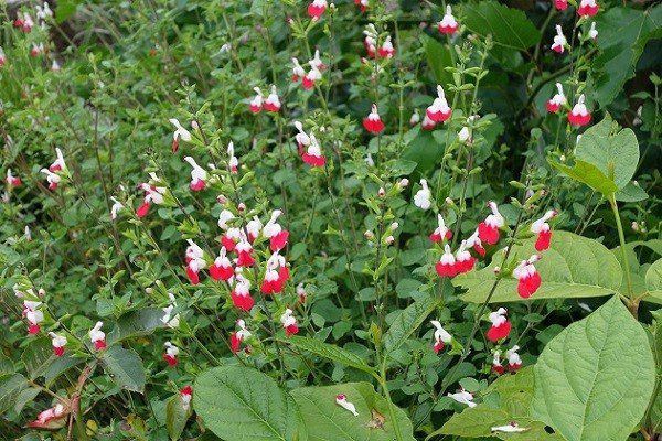 Salvia in a scented garden