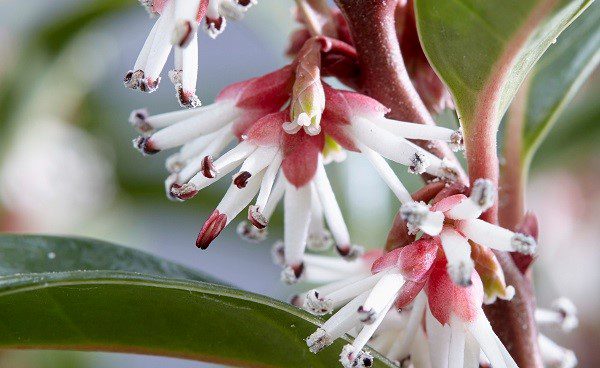 Sarcococca confuse fragrant flowers