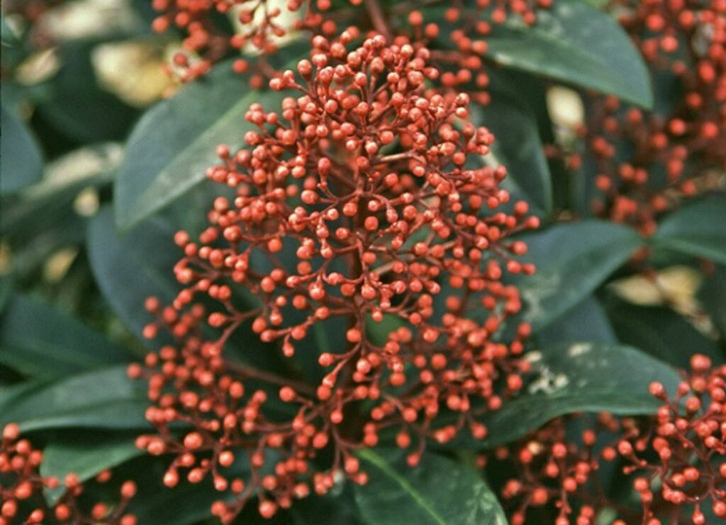 Beautiful Winter Garden skimmia japonica rubella