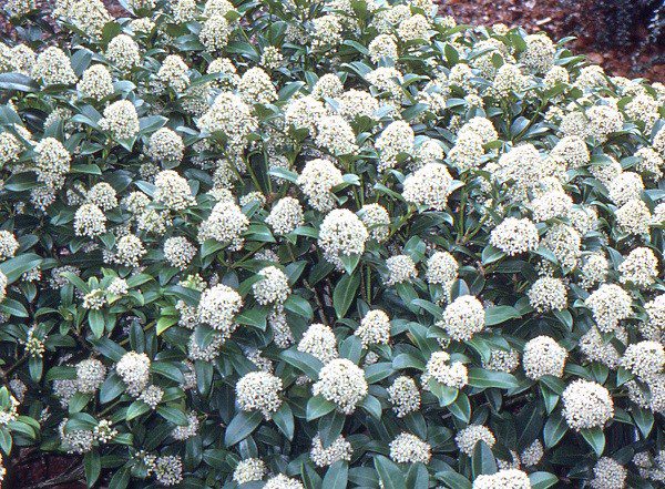 Skimmia japonica scented plants