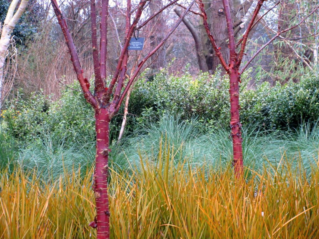 The Prunus serrula (Tibetan or Paperbark Cherry) Tree with red attractive bark