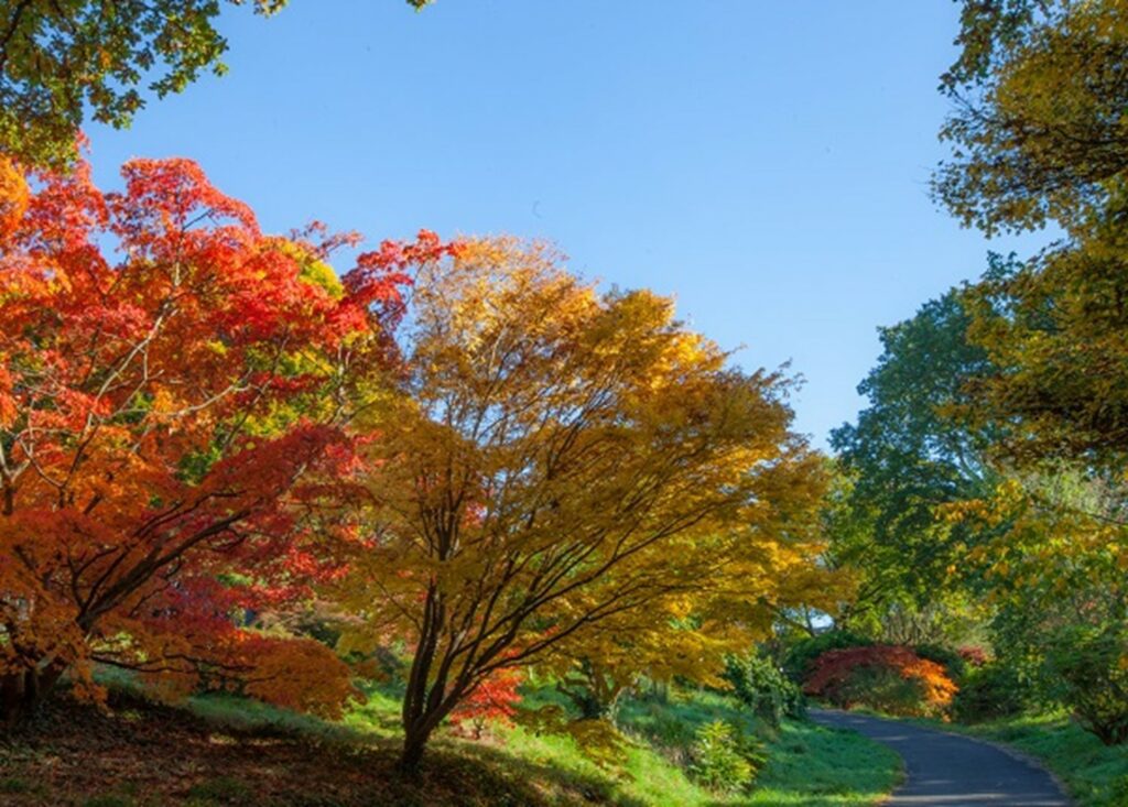 Beautiful Winter Garden acer