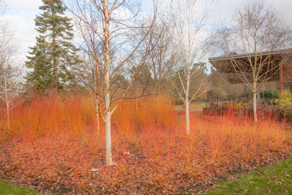 Betula (Birch) Tree white attractive bark