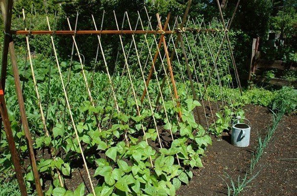 Runner beans on canes in garden