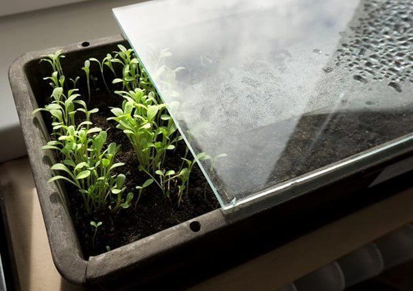 seeds growing in tray