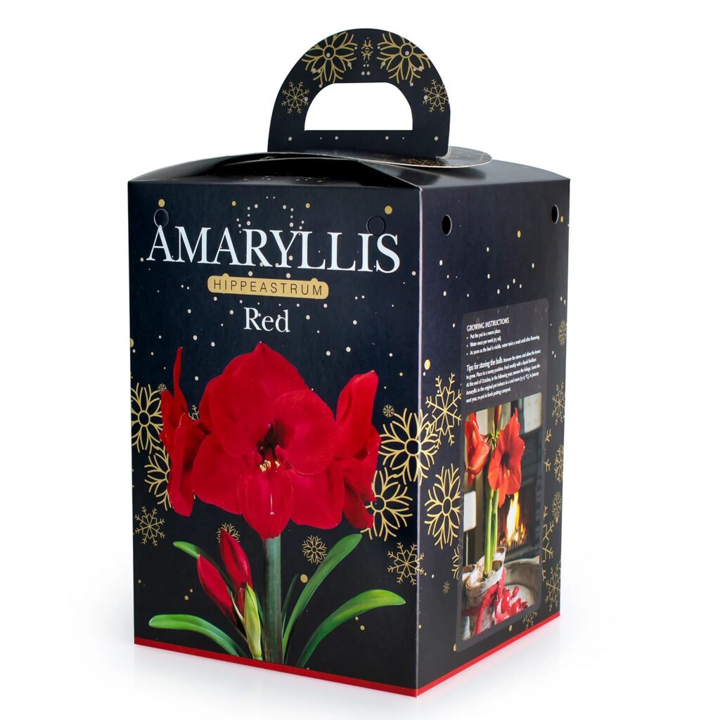 Amaryllis Red Bulb Gift Set 8711148237549