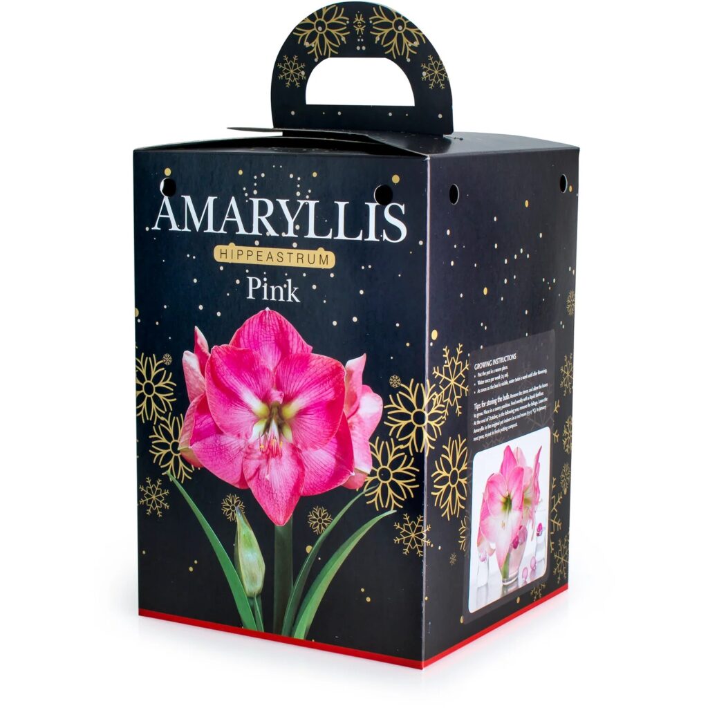 Amaryllis Pink Bulb Gift Set