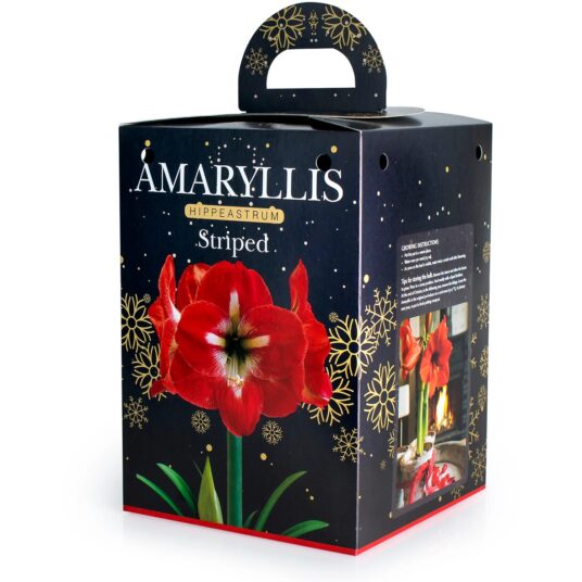 2 for £12 on Amaryllis Gift Sets