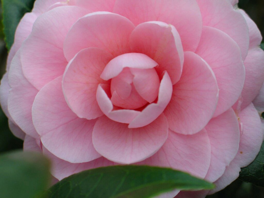 Camellia japonica 'Dazzling Pink'