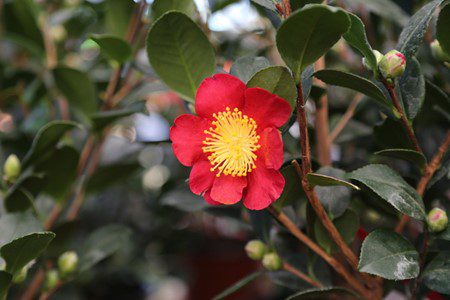 Camellia x vernalis 'Yuletide'