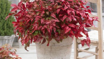 nandina blush pink