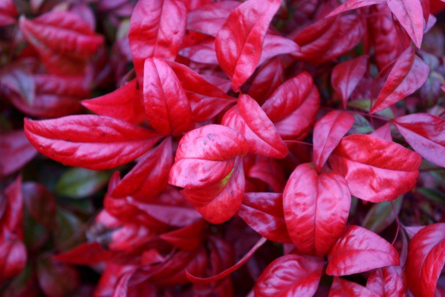 Nandina ‘Blush Pink’