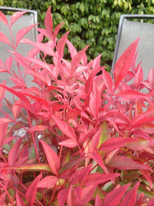 Nandina ‘Gulf Stream’