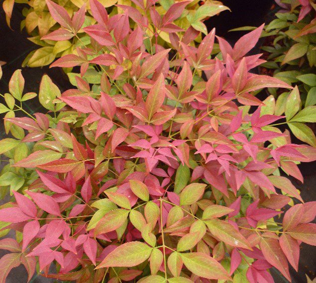 Nandina ‘Obsessed’